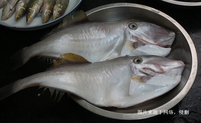 馬來(lái)西亞冷凍魚進(jìn)口報(bào)關(guān)費(fèi)用到廣州南沙海運(yùn)案例